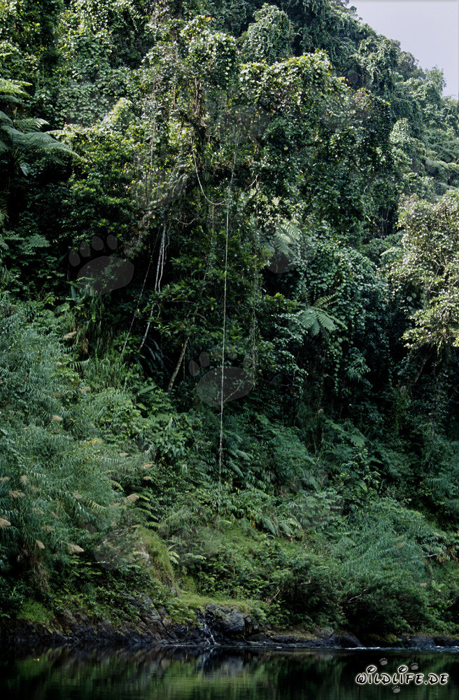 Diversité de la forêt tropicale de Fidji sur Viti Levu