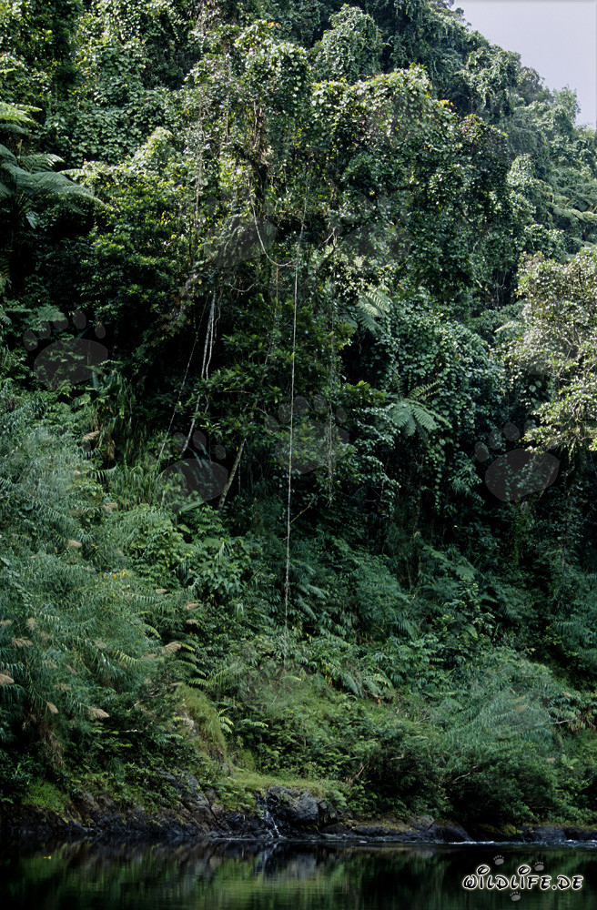 Vielfalt im fidschianischen Regenwald auf Viti Levu