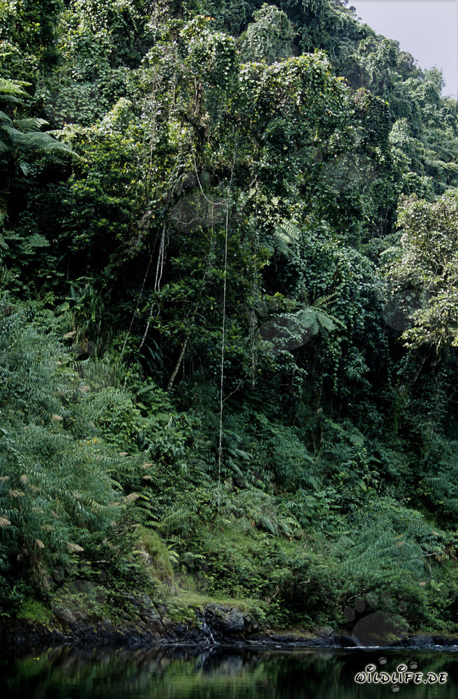 Diversità nella foresta pluviale di Fiji su Viti Levu
