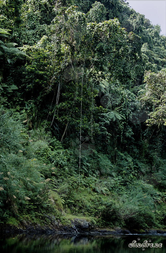 Diversity in the Fijian Rainforest on Viti Levu