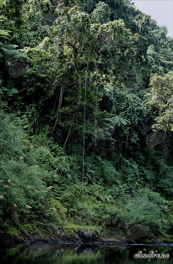 Diversidad en la selva de Fiyi en Viti Levu