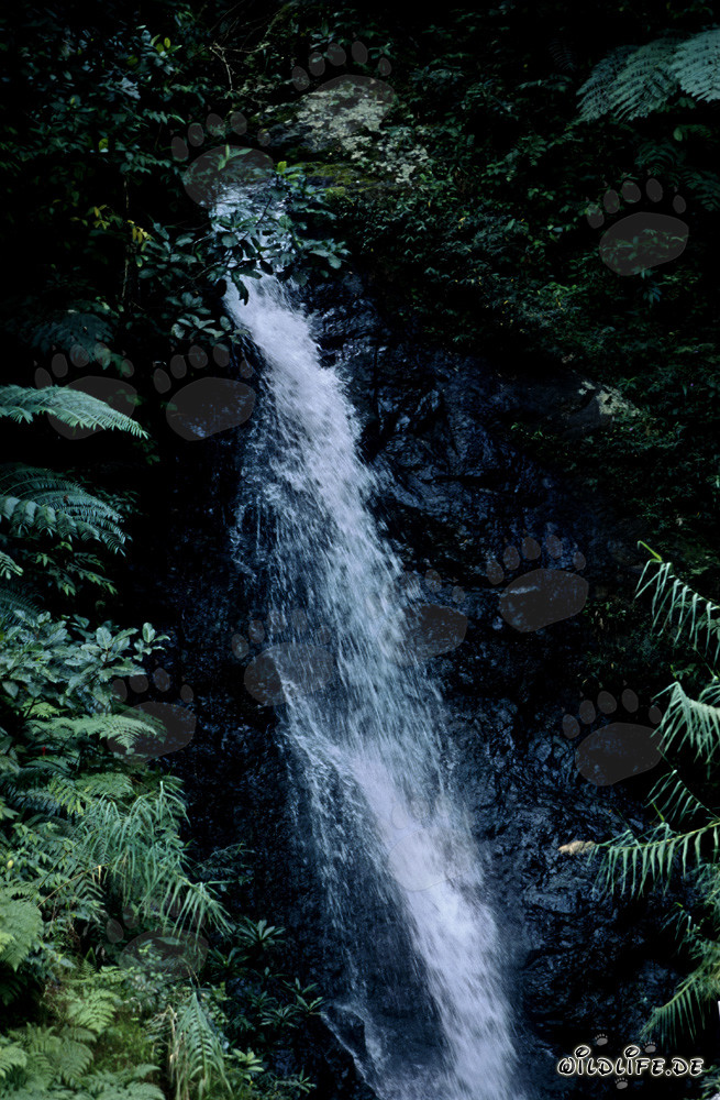 Cascada pintoresca en la exuberante selva de Viti Levu, Fiyi
