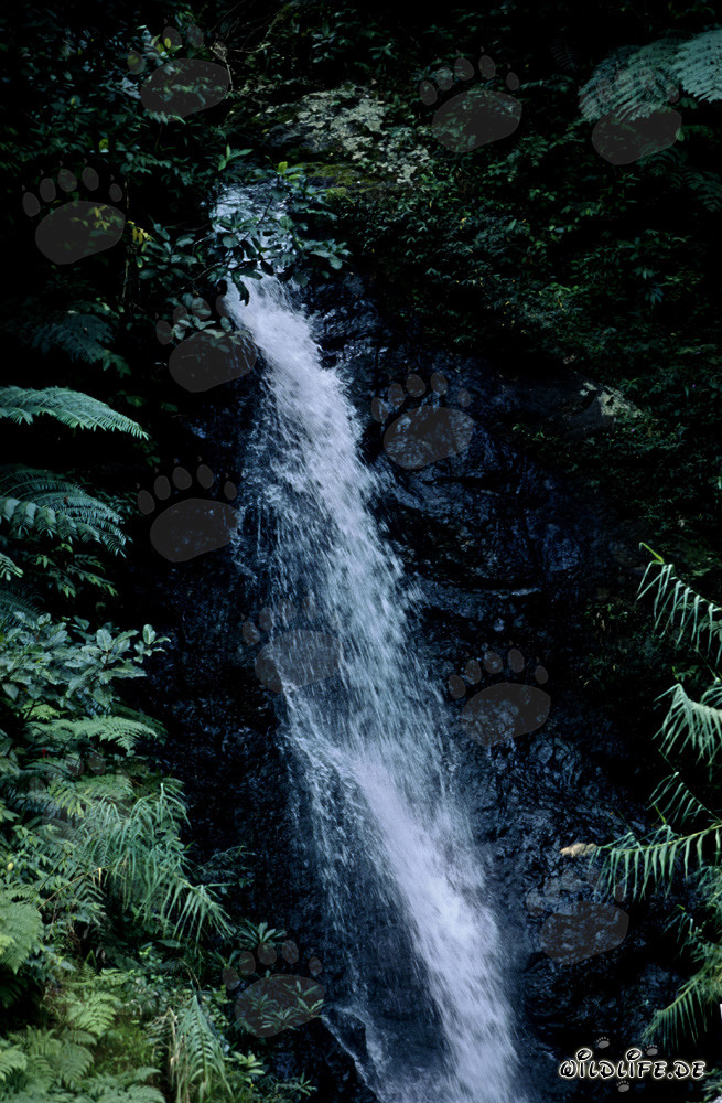Pittoresca cascata nella lussureggiante foresta pluviale di Viti Levu, Figi