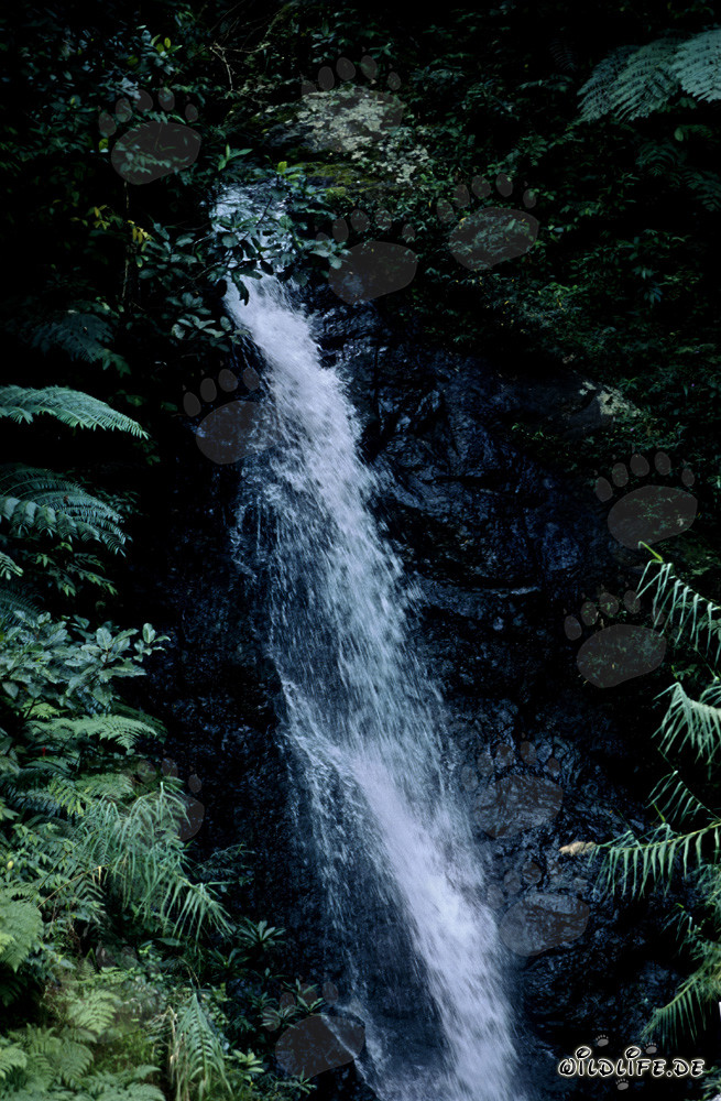 Chute d'eau pittoresque dans la luxuriante forêt tropicale de Viti Levu, Fidji