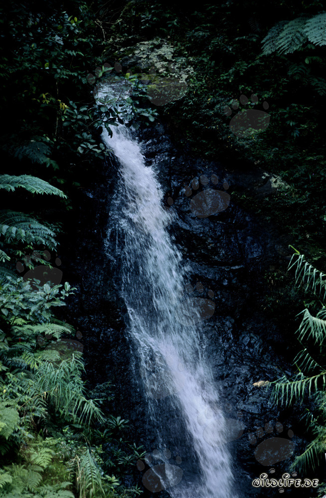 Picturesque waterfall in the lush rainforest of Viti Levu, Fiji