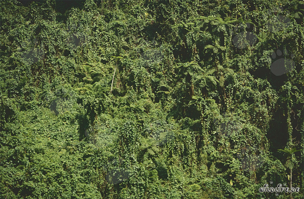 Affascinante foresta pluviale alle Figi