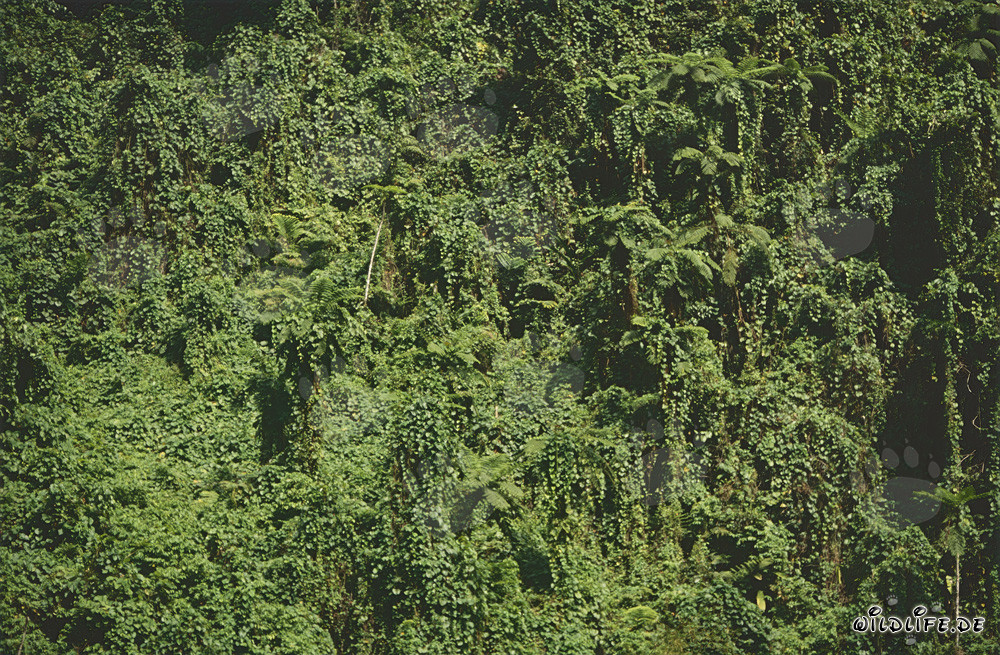 Forêt tropicale fascinante aux Fidji