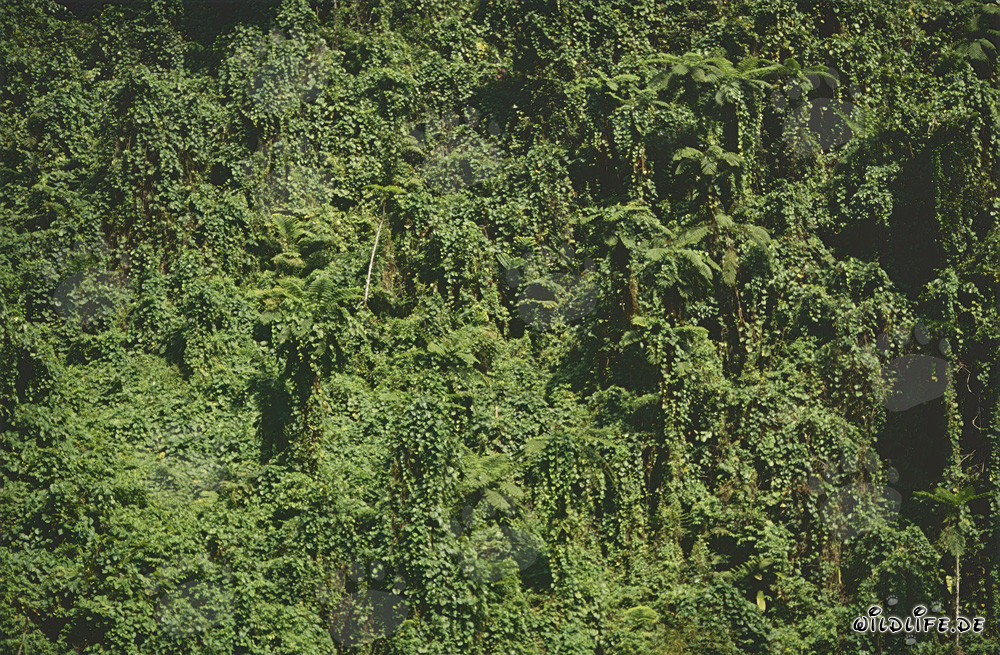 Faszinierender Regenwald auf Fidschi