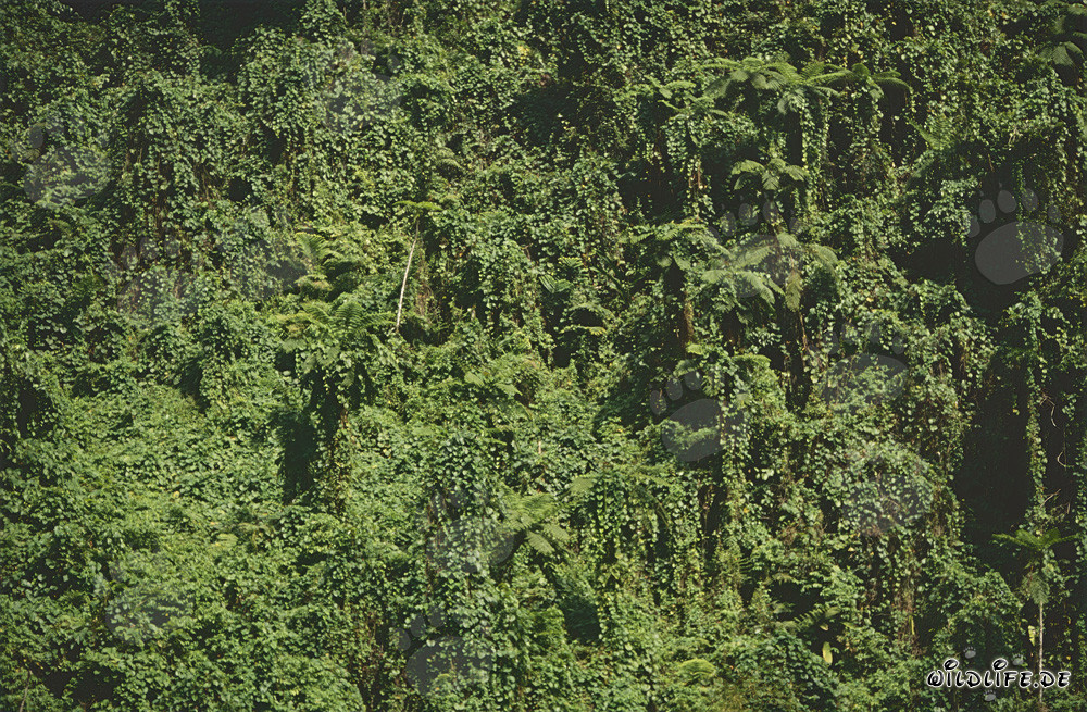 Fascinante selva en Fiji