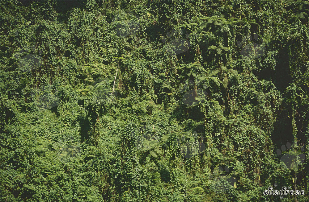 Fascinating Rainforest in Fiji