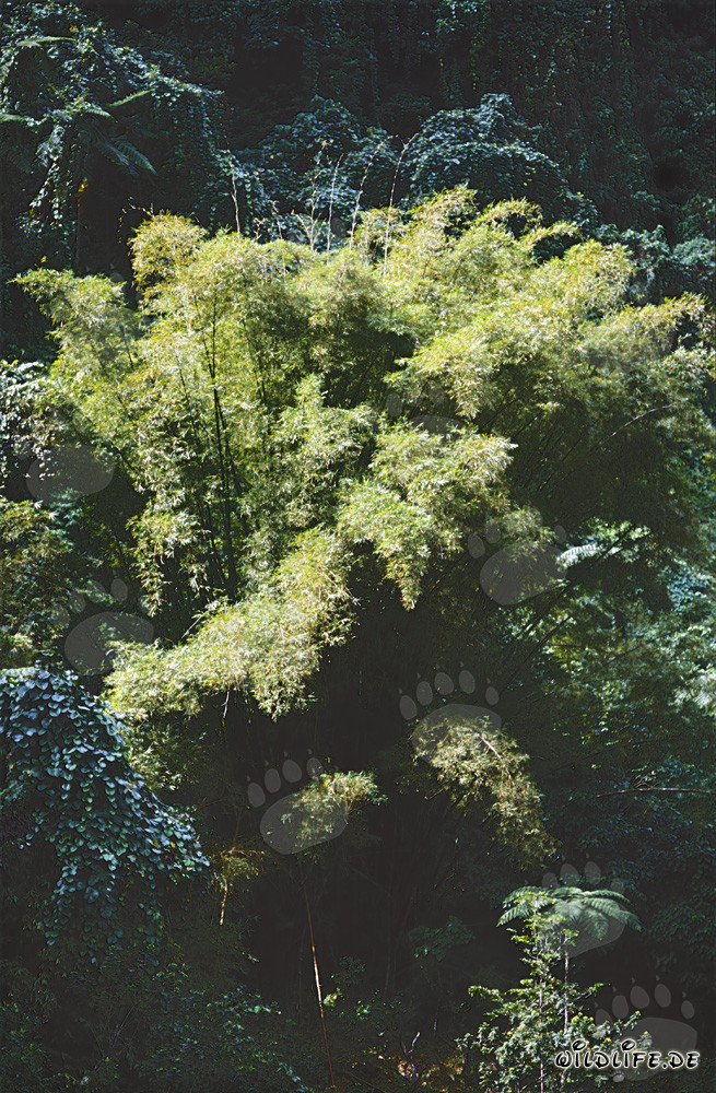 Majestic bamboo plants in the lush rainforest of Fiji