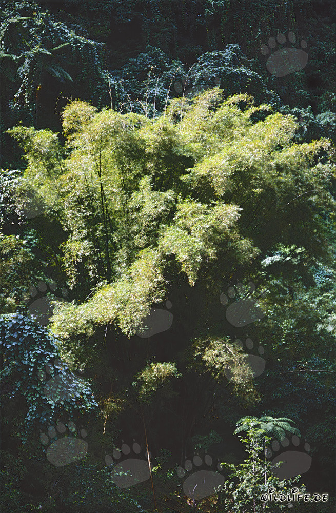 Plantes de bambou majestueuses dans la luxuriante forêt tropicale de Fidji