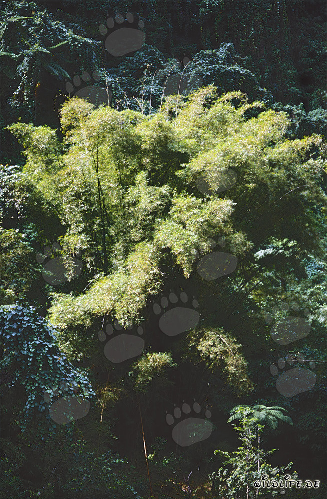 Piante di bambù maestose nella lussureggiante foresta pluviale di Figi