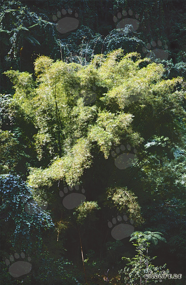 Plantas de bambú majestuosas en la exuberante selva de Fiji