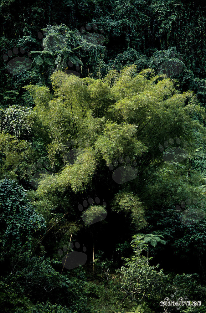 Bambou à croissance rapide et magnifique dans la luxuriante forêt pluviale des Fidji