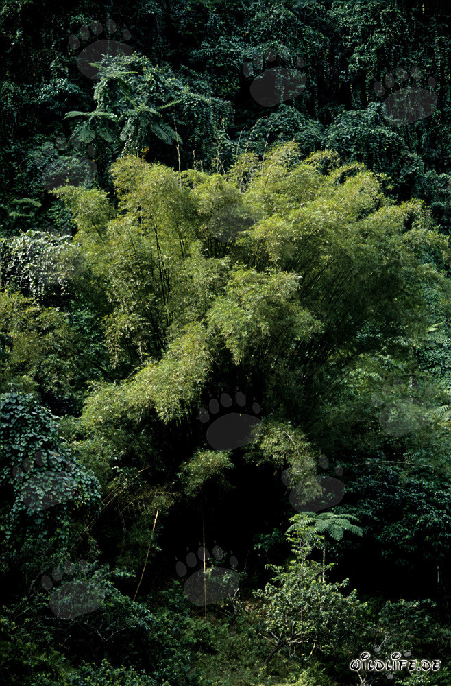 Bambú de rápido crecimiento y hermoso en la exuberante selva tropical de Fiyi