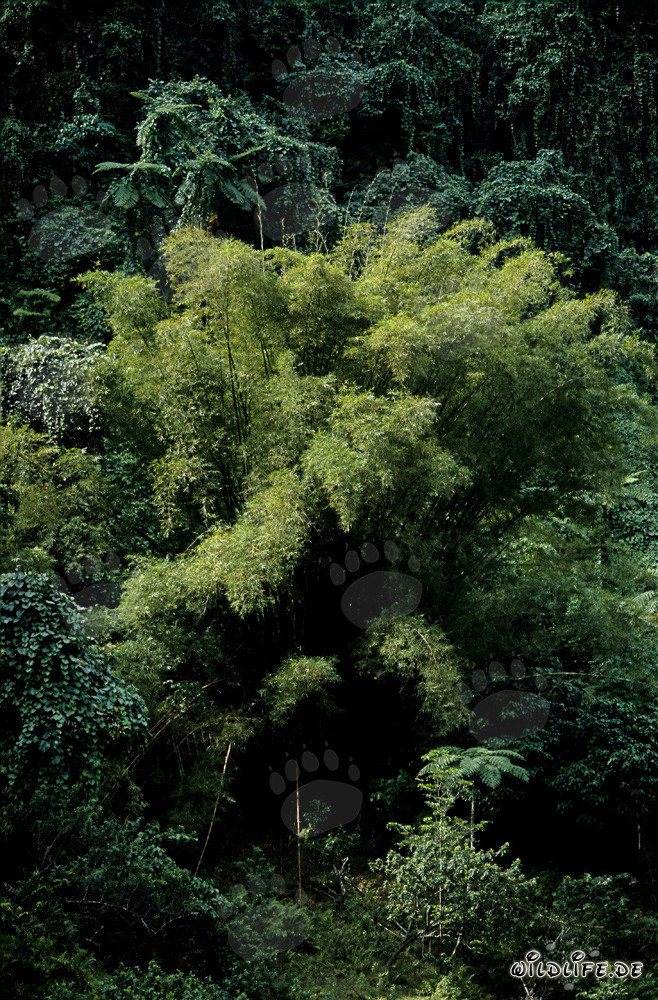 Bambù a crescita rapida e splendido nella lussureggiante foresta pluviale delle Figi
