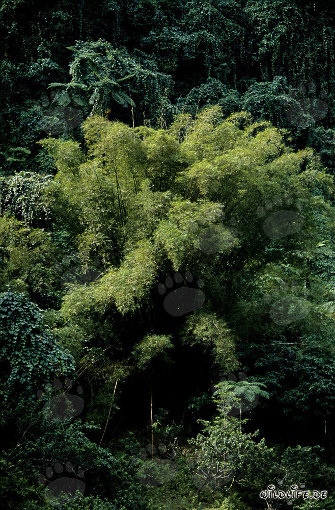 Beautiful fast-growing bamboo in the lush rainforest of Fiji