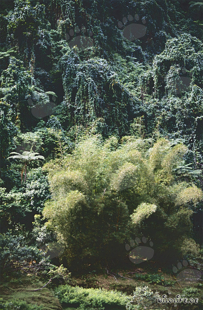 Bambuskonzentration im üppigen Regenwald von Viti Levu, Fidschi