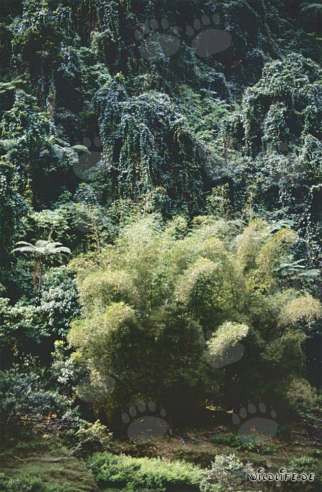 Concentración de bambú en la exuberante selva de Viti Levu, Fiji