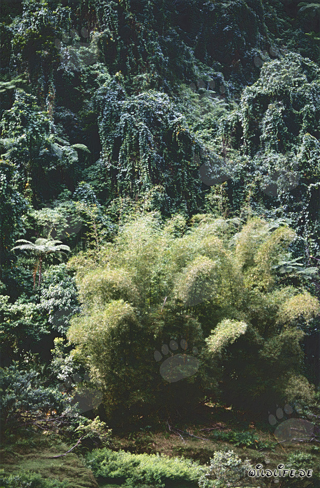 Concentration de bambou dans la luxuriante forêt tropicale de Viti Levu, Fidji