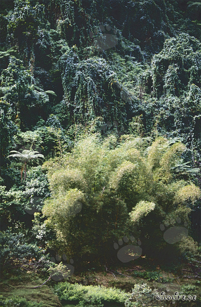 Concentrazione di bambù nella lussureggiante foresta pluviale di Viti Levu, Figi