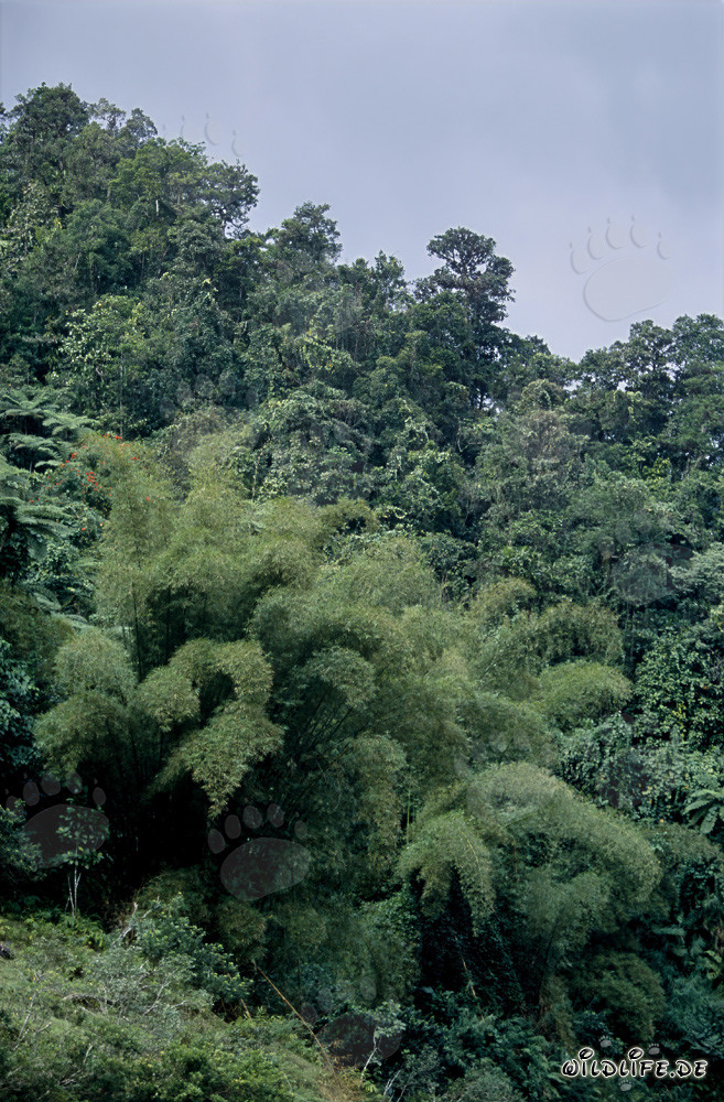 Bamboo in the lush rainforest of Fiji
