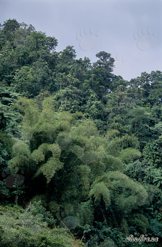 Bambou dans la luxuriante forêt tropicale de Fidji