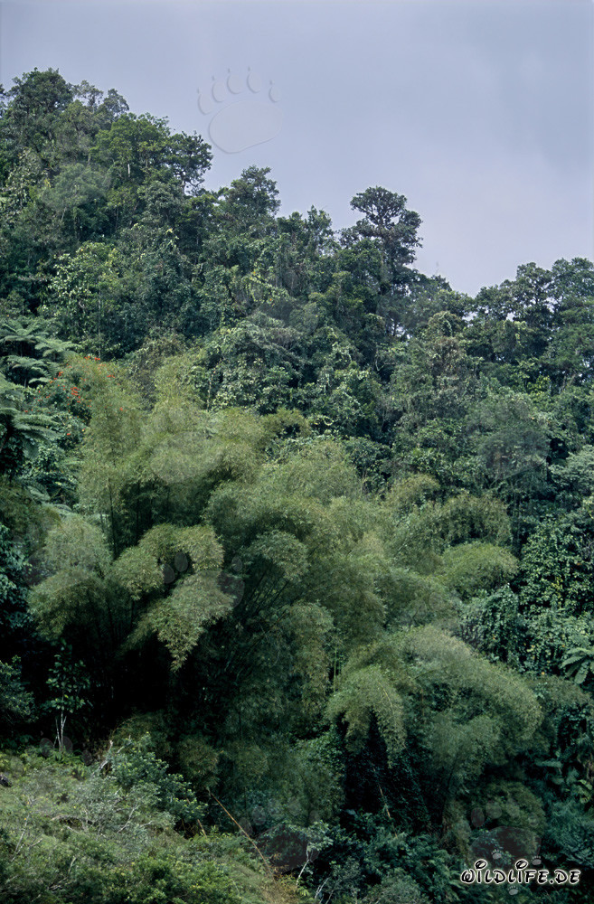 Bambù nella lussureggiante foresta pluviale delle Fiji