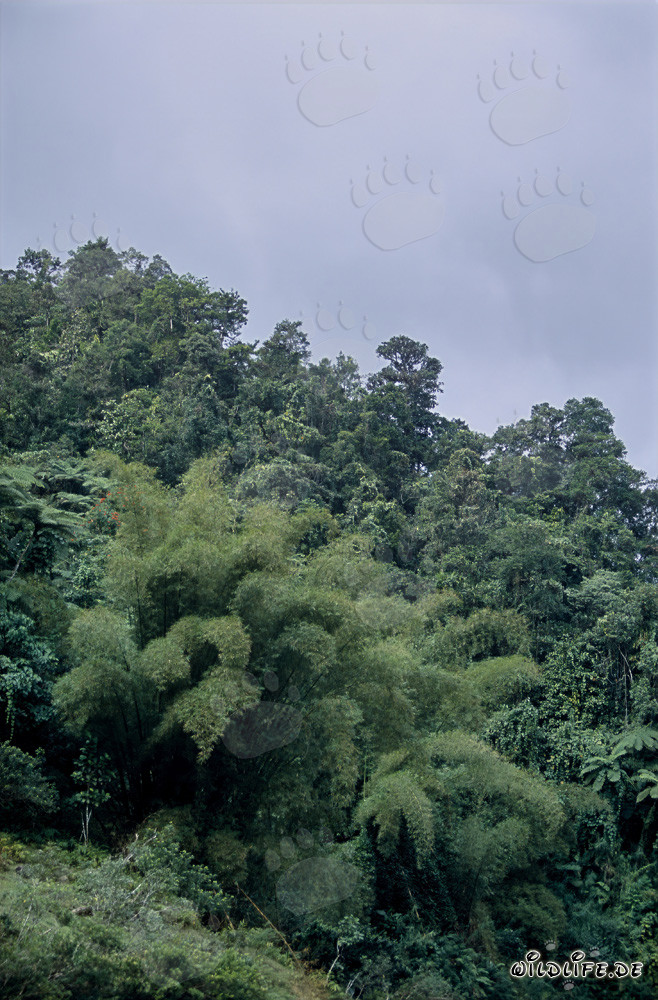 Affascinante foresta pluviale a Fiji
