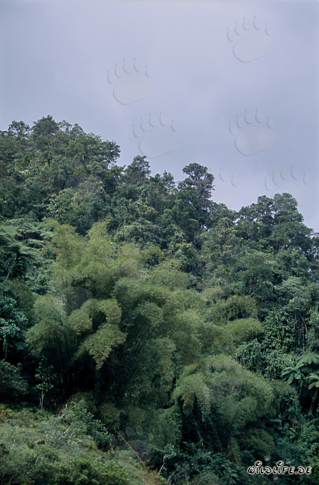 Fascinant forêt tropicale à Fidji