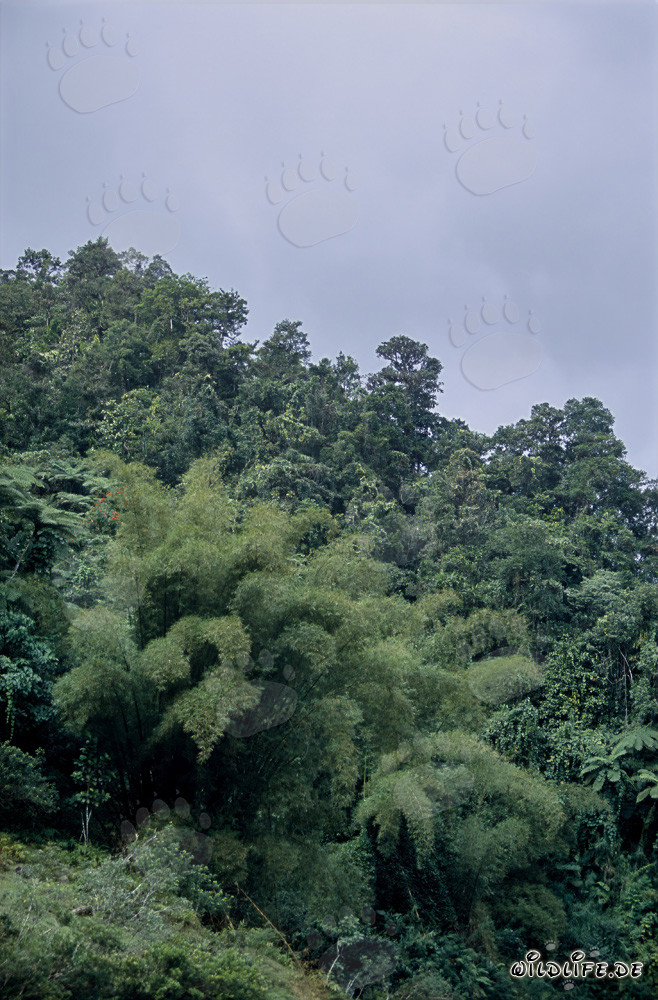 Fascinating Rainforest in Fiji