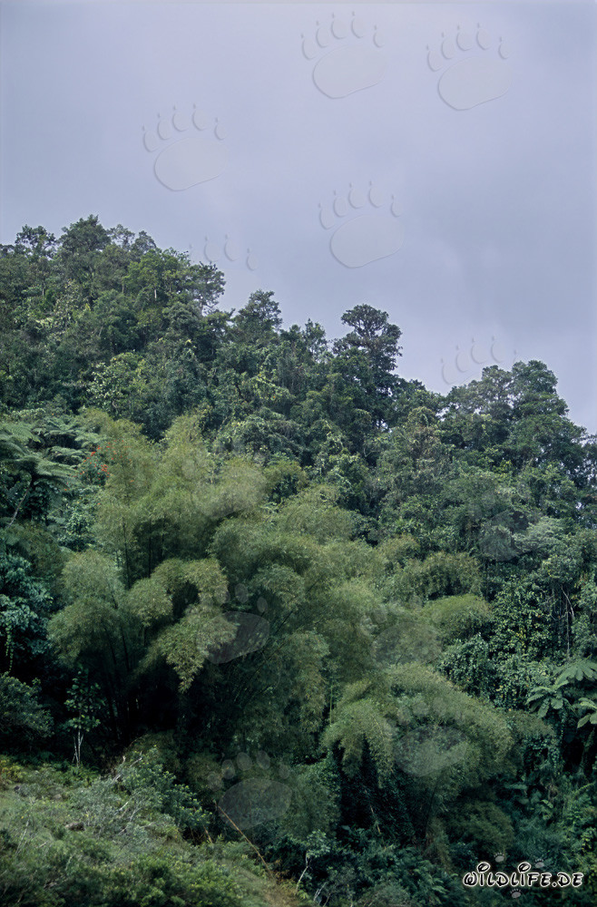 Faszinierender Regenwald auf Fiji