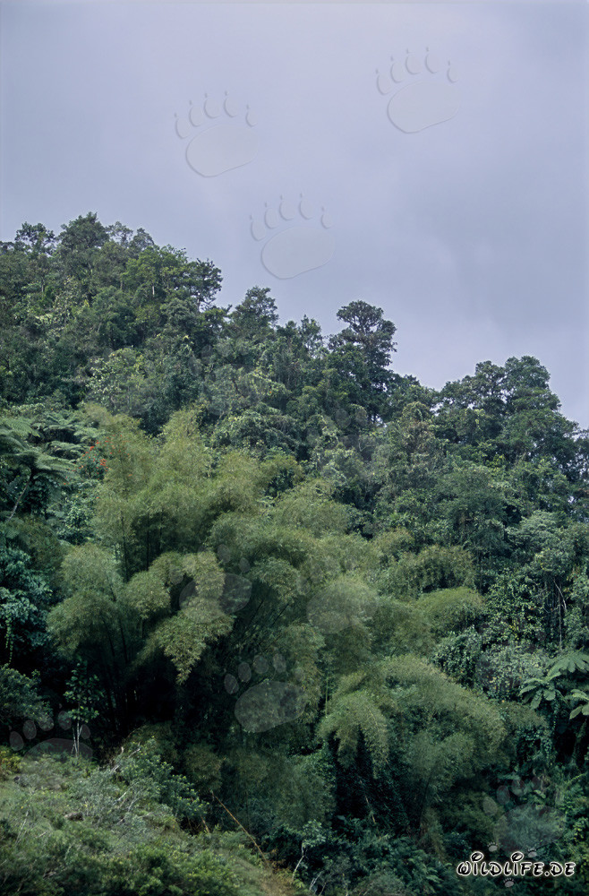 Fascinante selva en Fiji