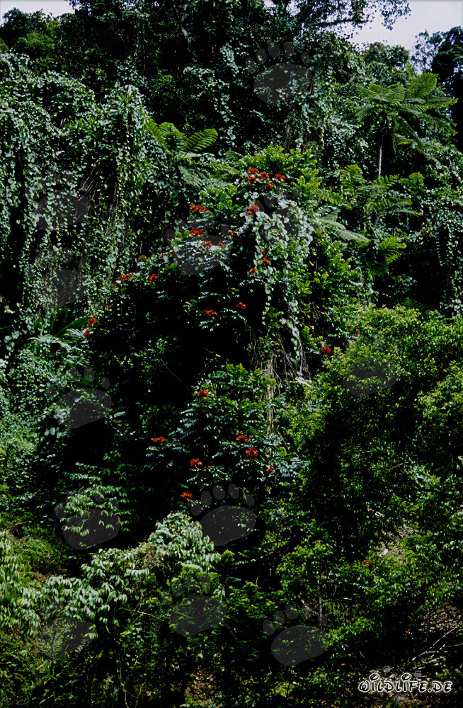 Fleurs rouges dans la luxuriante forêt tropicale de Viti Levu, Fidji