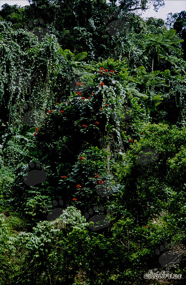 Flores rojas en la exuberante selva de Viti Levu, Fiji