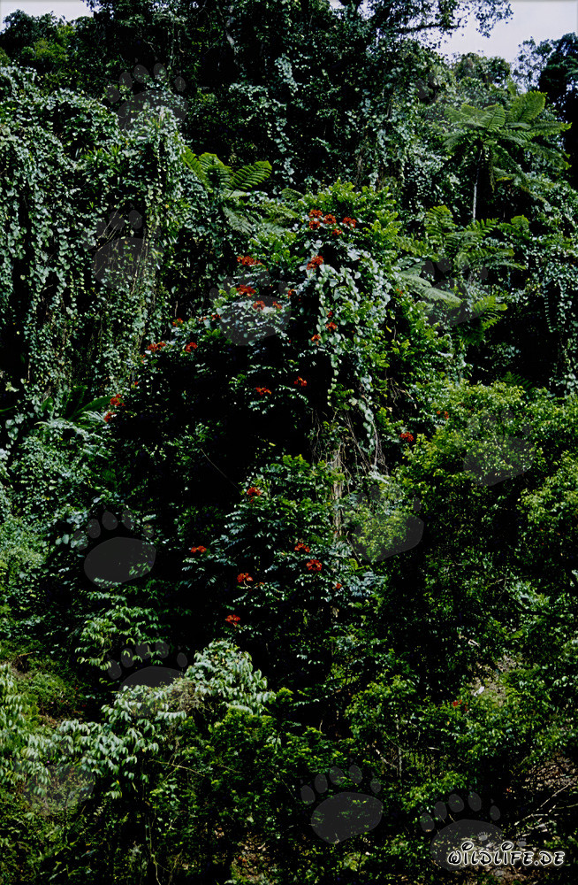 Red flowers in the lush rainforest of Viti Levu, Fiji