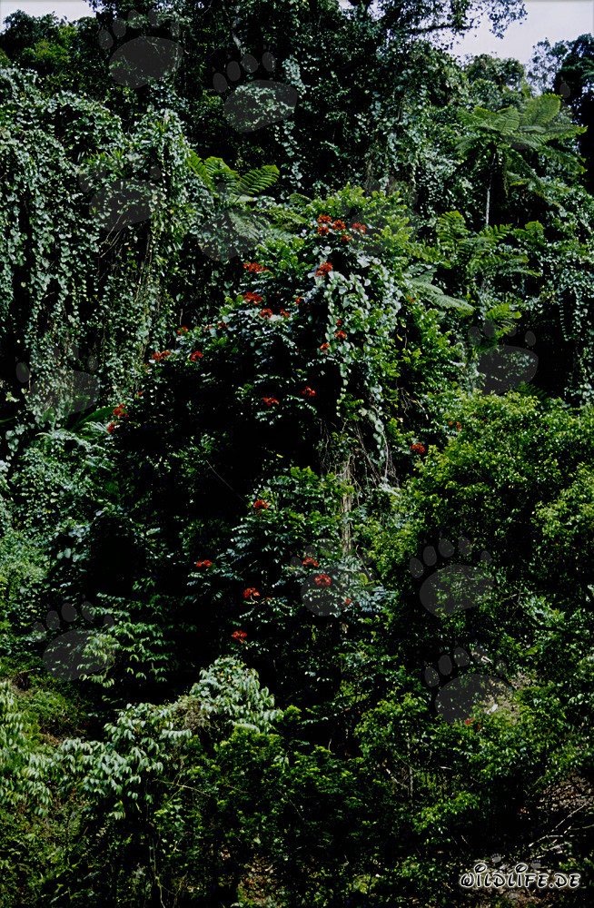 Rote Blüten im üppigen Regenwald von Viti Levu, Fidschi