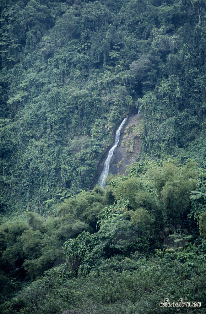 Cascada majestuosa en la selva tropical de Fiji