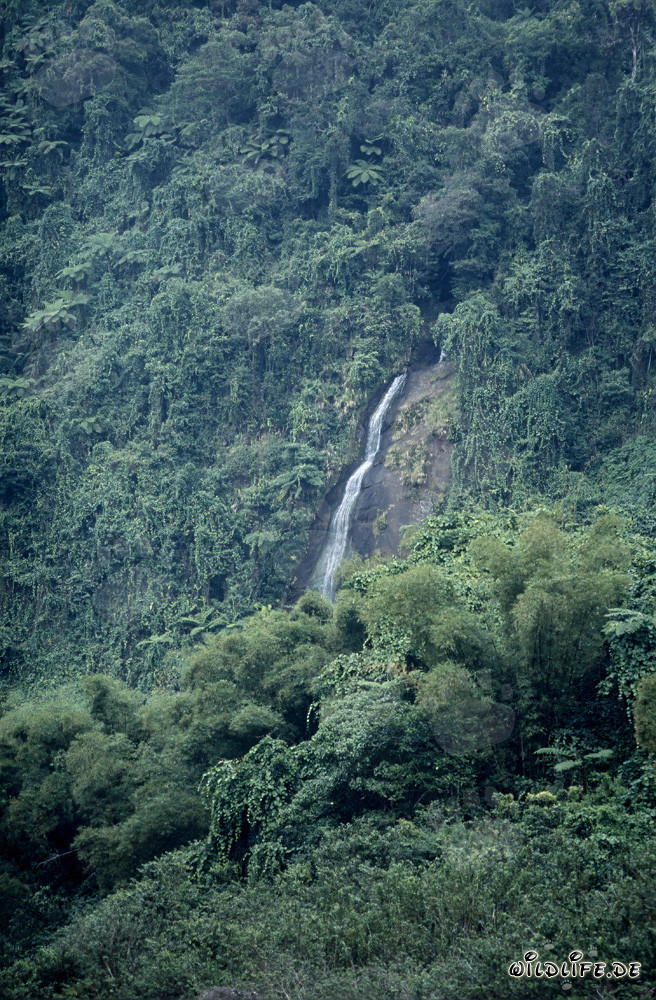 Chute d'eau majestueuse dans la forêt tropicale de Fidji