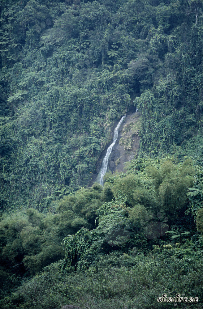 Majestätischer Wasserfall im Regenwald von Fiji