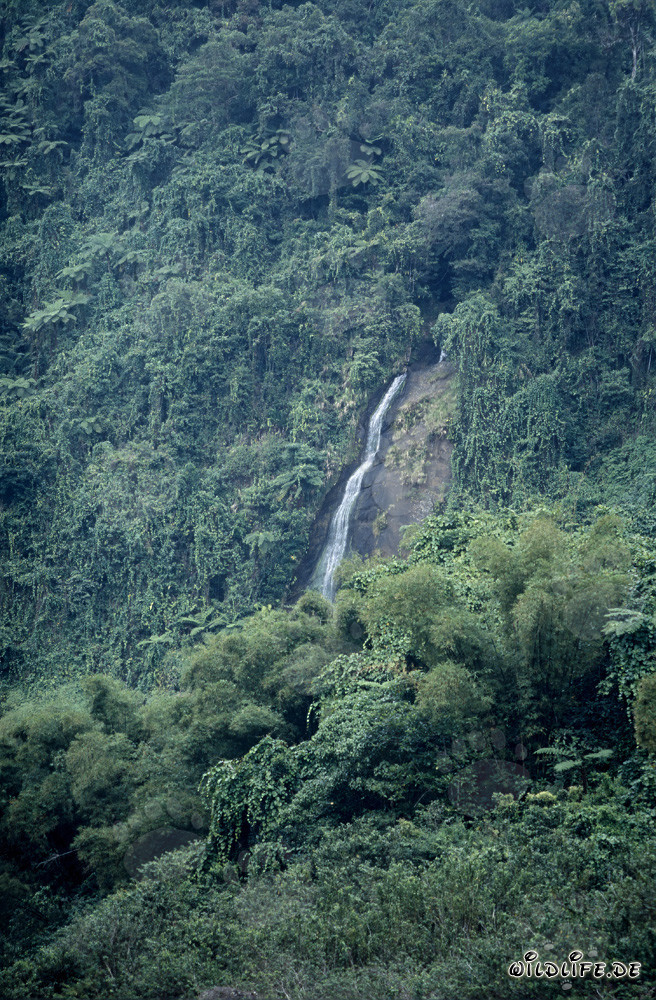 Majestic Waterfall in the Rainforest of Fiji