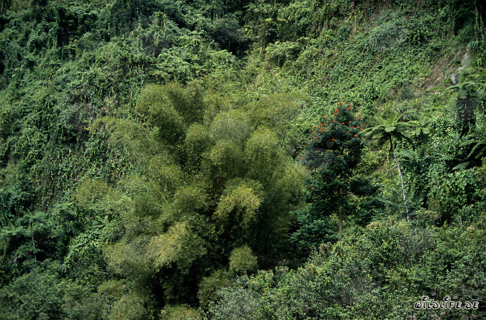 Majestic group of bamboo in the lush rainforest of Viti Levu, Fiji