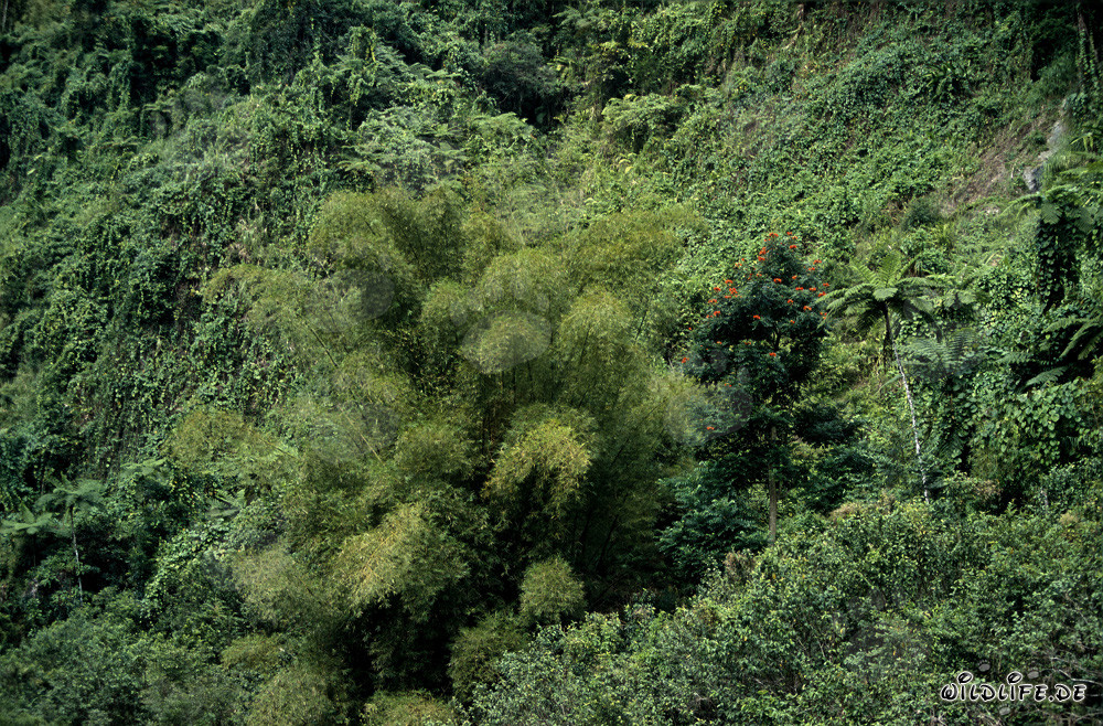 Majestätische Bambusgruppe im üppigen Regenwald von Viti Levu, Fidschi