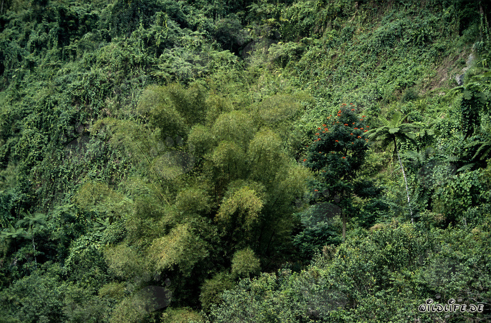 Groupe majestueux de bambous dans la luxuriante forêt tropicale de Viti Levu, Fidji