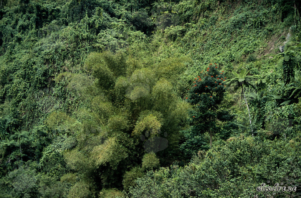 Grupo majestuoso de bambú en la exuberante selva de Viti Levu, Fiji