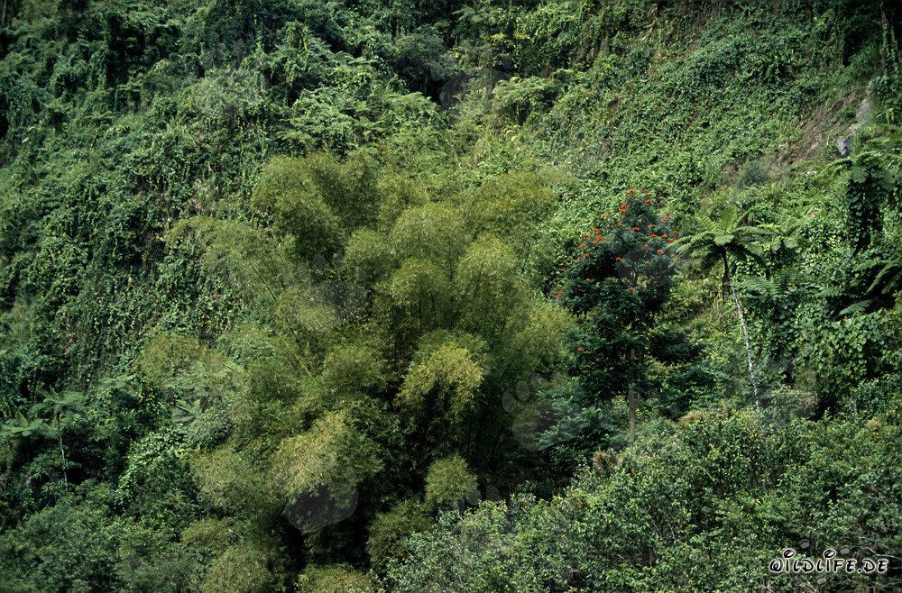 Gruppo maestoso di bambù nella lussureggiante foresta pluviale di Viti Levu, Figi