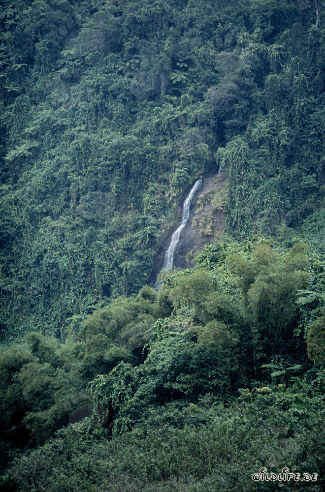 Cascada majestuosa en la exuberante selva de Fiji