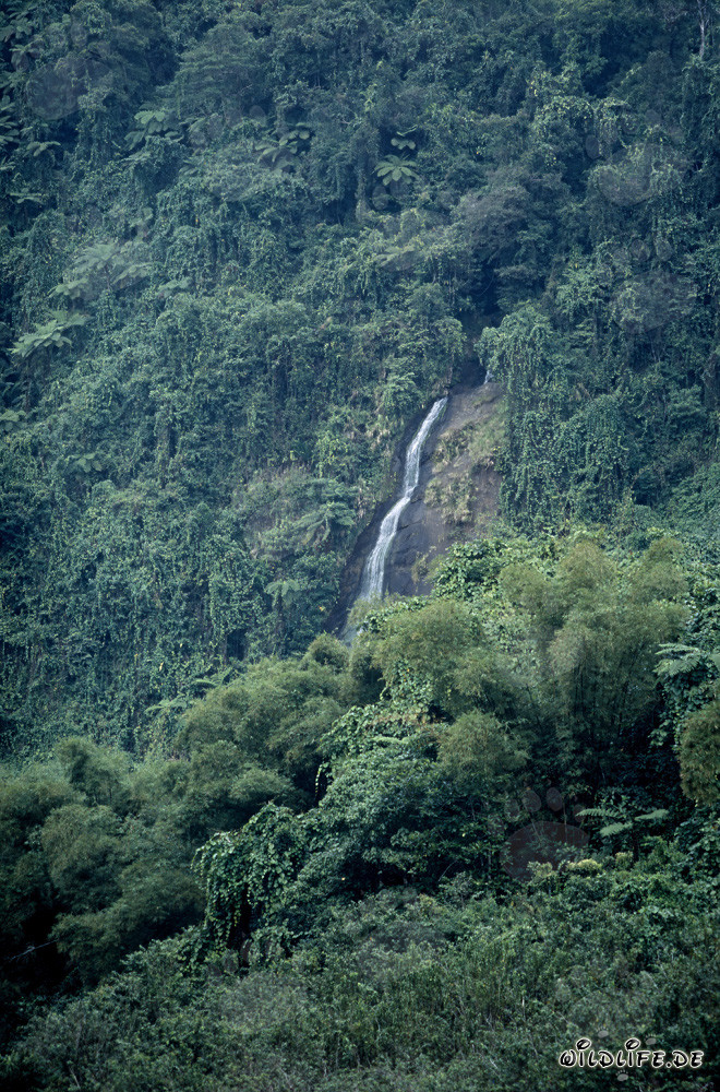 Maestoso cascata nella lussureggiante foresta pluviale di Figi