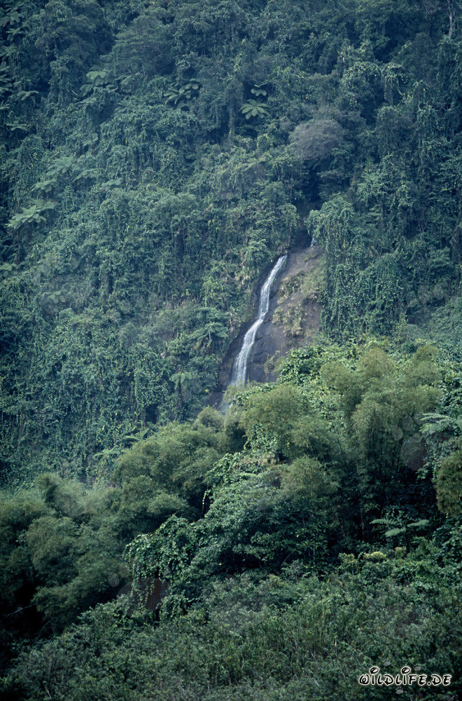Majestic Waterfall in the Lush Rainforest of Fiji